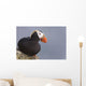 Tufted Puffin Perched On Rock Ledge Wall Mural