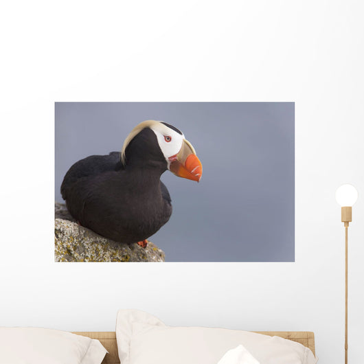 Tufted Puffin Perched On Rock Ledge Wall Mural