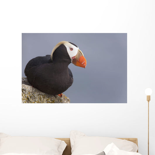 Tufted Puffin Perched On Rock Ledge Wall Mural