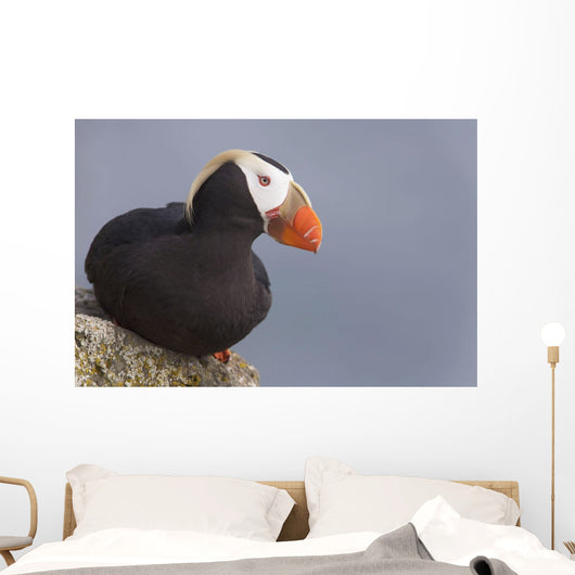 Tufted Puffin Perched On Rock Ledge Wall Mural