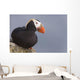 Tufted Puffin Perched On Rock Ledge Wall Mural