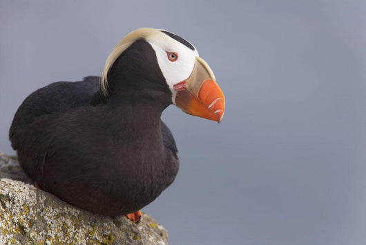 Tufted Puffin Perched On Rock Ledge Wall Mural