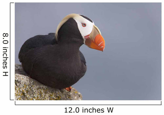 Tufted Puffin Perched On Rock Ledge Wall Mural