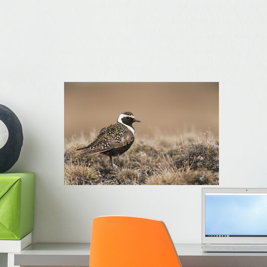 American Golden-Plover Stands On Tundra Of The Arctic Coastal Plain Wall Mural