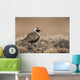 American Golden-Plover Stands On Tundra Of The Arctic Coastal Plain Wall Mural