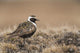 American Golden-Plover Stands On Tundra Of The Arctic Coastal Plain Wall Mural