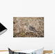 Baird's Sandpiper Stands On Tundra Of The Arctic Coastal Plain Wall Mural