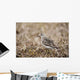 Baird's Sandpiper Stands On Tundra Of The Arctic Coastal Plain Wall Mural