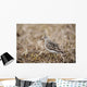 Baird's Sandpiper Stands On Tundra Of The Arctic Coastal Plain Wall Mural