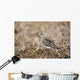Baird's Sandpiper Stands On Tundra Of The Arctic Coastal Plain Wall Mural