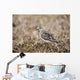 Baird's Sandpiper Stands On Tundra Of The Arctic Coastal Plain Wall Mural