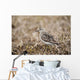 Baird's Sandpiper Stands On Tundra Of The Arctic Coastal Plain Wall Mural