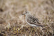 Baird's Sandpiper Stands On Tundra Of The Arctic Coastal Plain Wall Mural