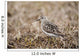 Baird's Sandpiper Stands On Tundra Of The Arctic Coastal Plain Wall Mural