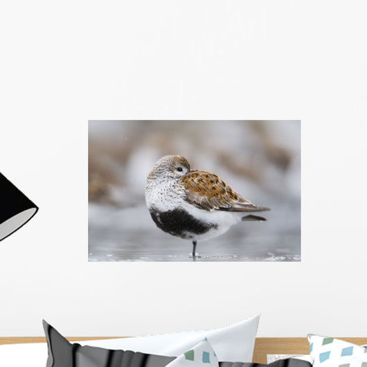 Dunlin Roosting With Western Sandpipers On Mudflats Of Hartney Bay Wall Mural