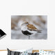 Dunlin Roosting With Western Sandpipers On Mudflats Of Hartney Bay Wall Mural