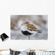 Dunlin Roosting With Western Sandpipers On Mudflats Of Hartney Bay Wall Mural