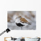 Dunlin Roosting With Western Sandpipers On Mudflats Of Hartney Bay Wall Mural