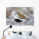 Dunlin Roosting With Western Sandpipers On Mudflats Of Hartney Bay Wall Mural