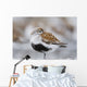 Dunlin Roosting With Western Sandpipers On Mudflats Of Hartney Bay Wall Mural