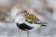 Dunlin Roosting With Western Sandpipers On Mudflats Of Hartney Bay Wall Mural