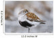 Dunlin Roosting With Western Sandpipers On Mudflats Of Hartney Bay Wall Mural