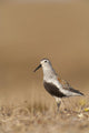 Dunlin Standing Wall Mural