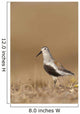 Dunlin Standing Wall Mural