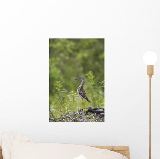 Greater Yellowlegs Standing Alert On Copper River Delta Near Cordova Wall Mural