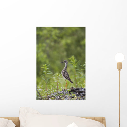 Greater Yellowlegs Standing Alert On Copper River Delta Near Cordova Wall Mural