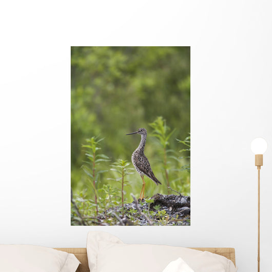 Greater Yellowlegs Standing Alert On Copper River Delta Near Cordova Wall Mural