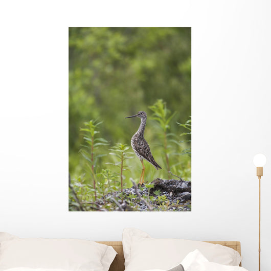 Greater Yellowlegs Standing Alert On Copper River Delta Near Cordova Wall Mural