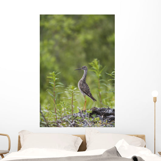 Greater Yellowlegs Standing Alert On Copper River Delta Near Cordova Wall Mural