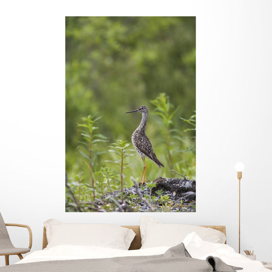 Greater Yellowlegs Standing Alert On Copper River Delta Near Cordova Wall Mural