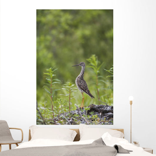 Greater Yellowlegs Standing Alert On Copper River Delta Near Cordova Wall Mural