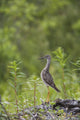 Greater Yellowlegs Standing Alert On Copper River Delta Near Cordova Wall Mural