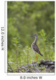 Greater Yellowlegs Standing Alert On Copper River Delta Near Cordova Wall Mural