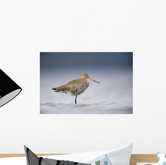 Junvenile Hudsonian Godwit Resting In Shallow Water Of Hartney Bay Wall Mural