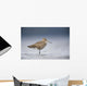 Junvenile Hudsonian Godwit Resting In Shallow Water Of Hartney Bay Wall Mural