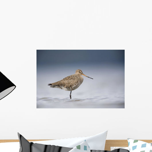 Junvenile Hudsonian Godwit Resting In Shallow Water Of Hartney Bay Wall Mural