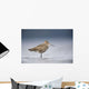 Junvenile Hudsonian Godwit Resting In Shallow Water Of Hartney Bay Wall Mural