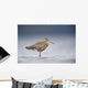 Junvenile Hudsonian Godwit Resting In Shallow Water Of Hartney Bay Wall Mural