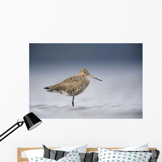Junvenile Hudsonian Godwit Resting In Shallow Water Of Hartney Bay Wall Mural