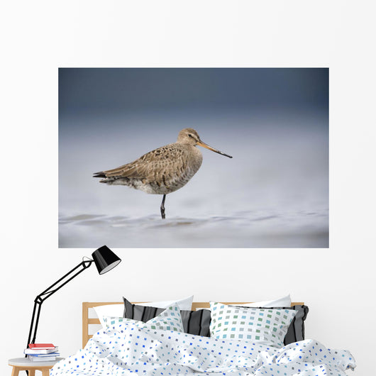 Junvenile Hudsonian Godwit Resting In Shallow Water Of Hartney Bay Wall Mural