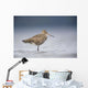 Junvenile Hudsonian Godwit Resting In Shallow Water Of Hartney Bay Wall Mural