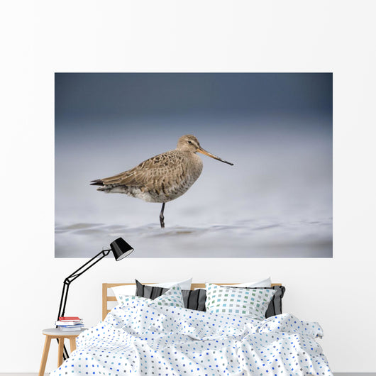 Junvenile Hudsonian Godwit Resting In Shallow Water Of Hartney Bay Wall Mural