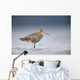 Junvenile Hudsonian Godwit Resting In Shallow Water Of Hartney Bay Wall Mural
