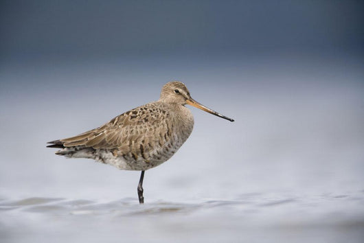 Junvenile Hudsonian Godwit Resting In Shallow Water Of Hartney Bay Wall Mural