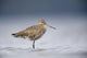 Junvenile Hudsonian Godwit Resting In Shallow Water Of Hartney Bay Wall Mural