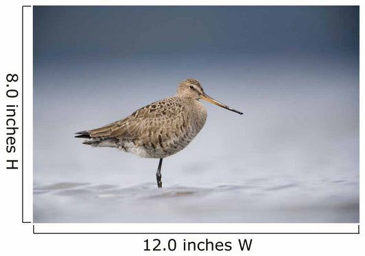 Junvenile Hudsonian Godwit Resting In Shallow Water Of Hartney Bay Wall Mural